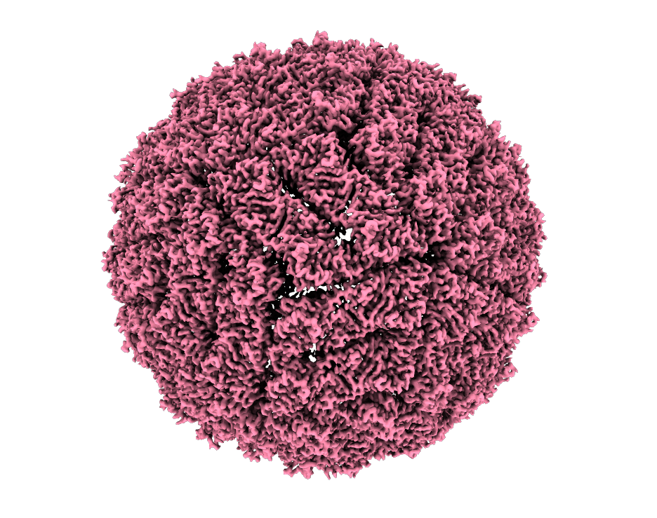 Virus structure
